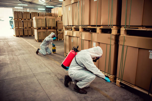 Best Rat Extermination Near Me  in Wamac, IL