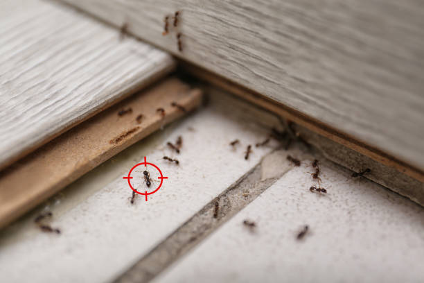 Best Pest Inspection Near Me  in Wamac, IL
