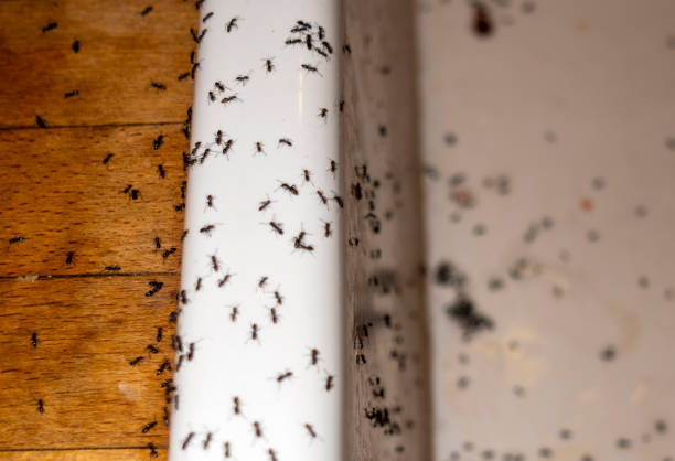 Best Mosquito Control Services  in Wamac, IL
