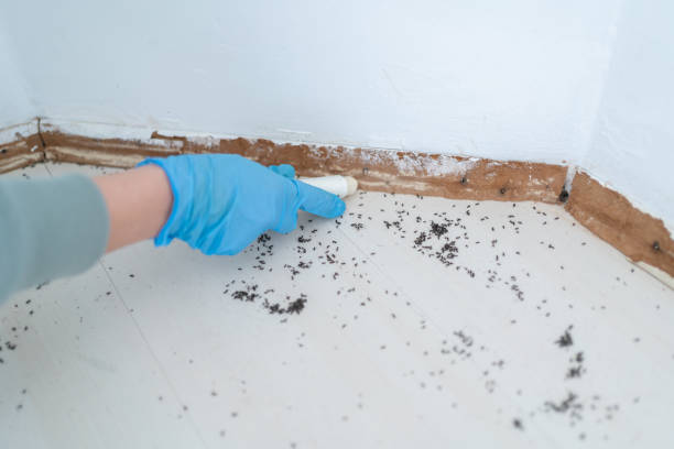 Best Best Pest Control Companies  in Wamac, IL
