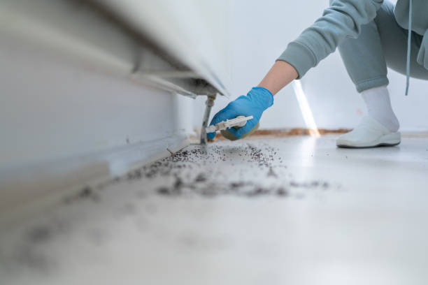 Best Spider Control Near Me  in Wamac, IL